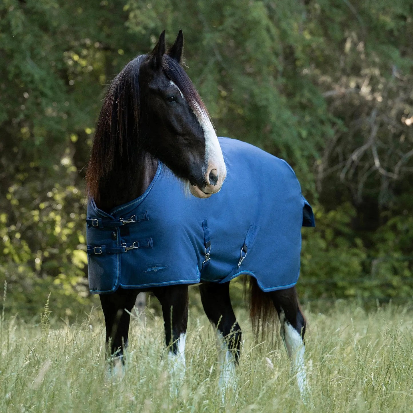 Draft Horse Lightweight 80g Winter Turnout Blanket - Waterproof & Breathable